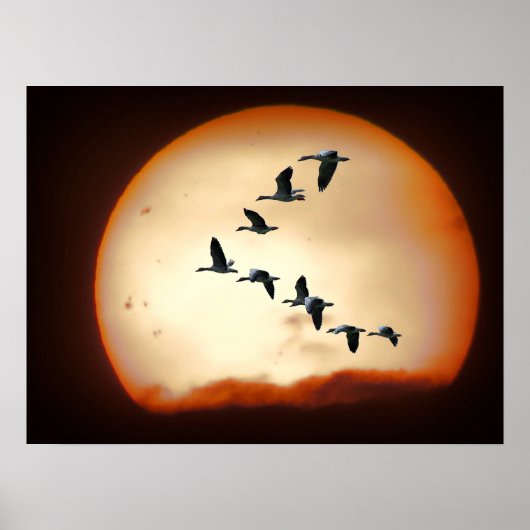 GEESE IN FLIGHT POSTER (Vorne)