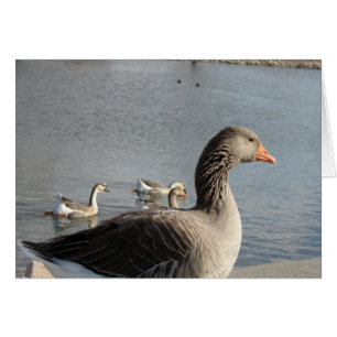 Geese in the Park