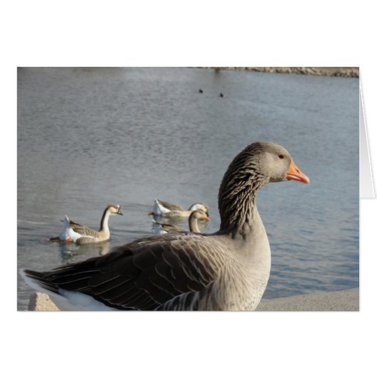 Geese in the Park (Vorderseite (Horizontal))