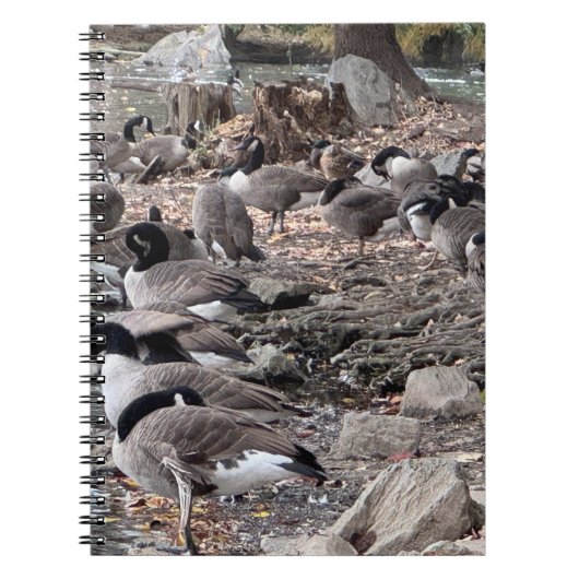 Geese in the Park Notebook Notizblock (Vorderseite)