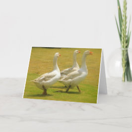 geese karte