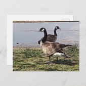 GEESE Postcard Postkarte (Vorne/Hinten)