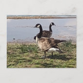 GEESE Postcard Postkarte (Vorderseite)