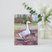 GEESE POSTKARTE (Stehend Vorderseite)