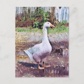 GEESE POSTKARTE (Vorderseite)