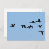 Geese Postkarte (Vorne/Hinten)