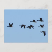 Geese Postkarte (Vorderseite)
