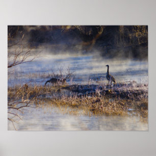 Geese Taking a Break Poster