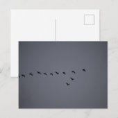 Geese's  postkarte (Vorne/Hinten)