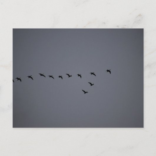 Geese's  postkarte (Vorderseite)