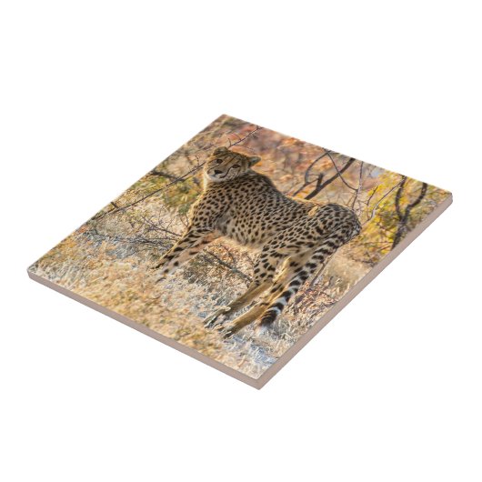 Geetah-Blick Fliese (Seite)