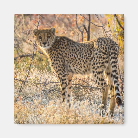 Geetah-Blick Magnet (Vorne)