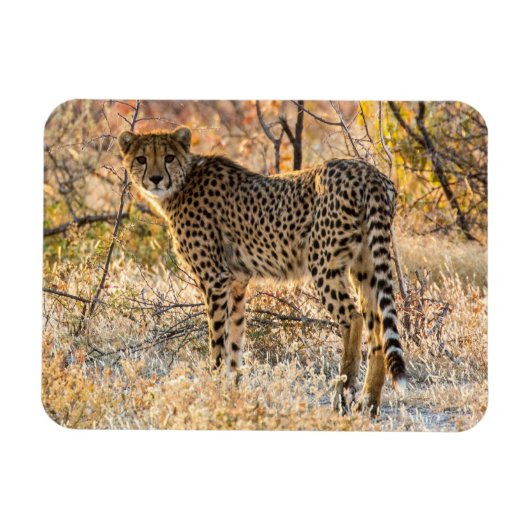 Geetah-Blick Magnet (Horizontal)