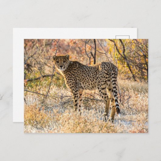 Geetah-Blick Postkarte (Vorne/Hinten)