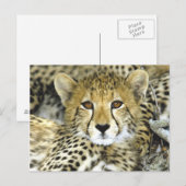 Geetah Cub 2 Postkarte (Vorne/Hinten)