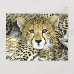 Geetah Cub 2 Postkarte