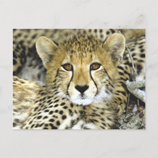 Geetah Cub 2 Postkarte (Vorderseite)