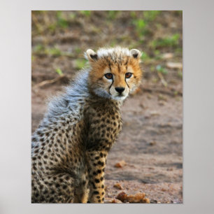 Geetah Cub Acinonyx Jubatus), wie im Poster