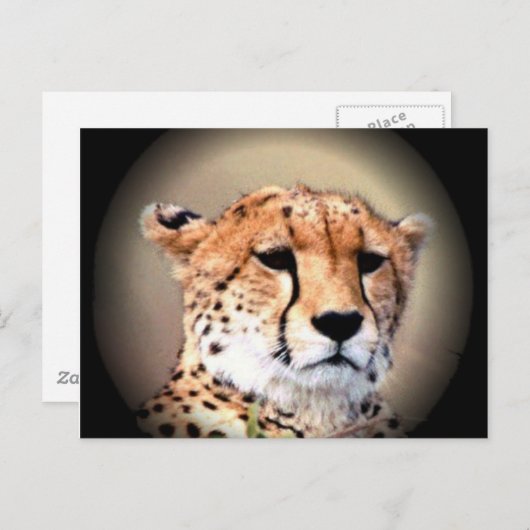 Geetah Portrait von Vollmond: Die Gnade der Natur Postkarte (Vorne/Hinten)