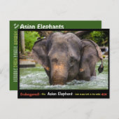 Gefährdet: Alles über den asiatischen Elefanten - Postkarte (Vorne/Hinten)