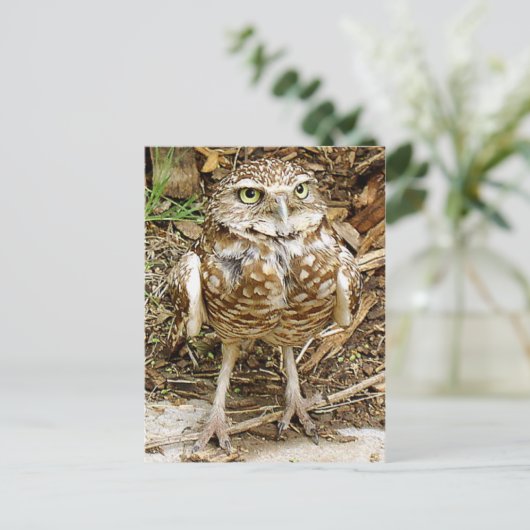 Gefährdet, Eule grabend Postkarte (Stehend Vorderseite)