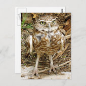 Gefährdet, Eule grabend Postkarte (Vorne/Hinten)