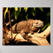 Gefährdete Jamaikaner Iguana, Cyclura-Kolleg Poster (Vorne)
