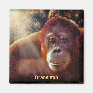 Gefährdete Orangutan Red Apes Wildlife Art Magnet