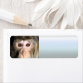 gefährdete Regenwaldreifen (Insitu)