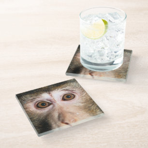 gefährdete Regenwaldreifen Glasuntersetzer