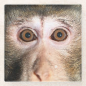 gefährdete Regenwaldreifen Glasuntersetzer (Vorderseite)