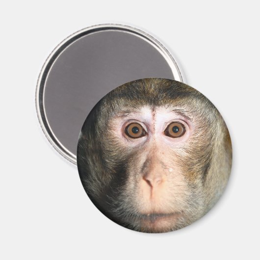 gefährdete Regenwaldreifen Magnet (Vorderseite/Rückseite)