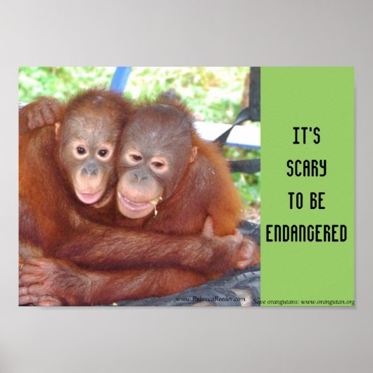 gefährdete Wildlife Baby Hugs Poster (Vorne)