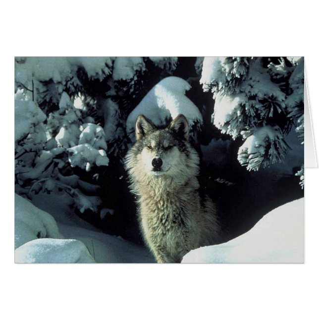 gefährdeter Grauer Wolf (Vorderseite (Horizontal))