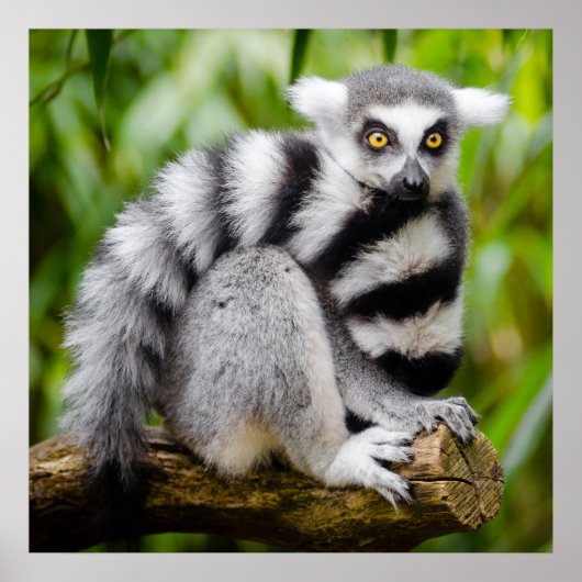 gefährdeter Maulkorb Poster (Vorne)