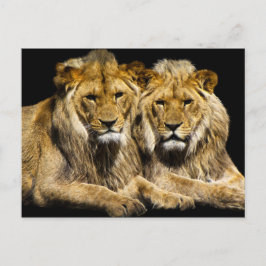 Gefährliche Raubfische Postkarte