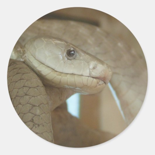 Gefährliche Schlange auf dem Baum Runder Aufkleber (Vorderseite)