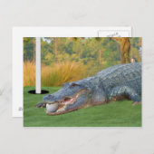 Gefahrlie Golfalligator Postkarte (Vorne/Hinten)
