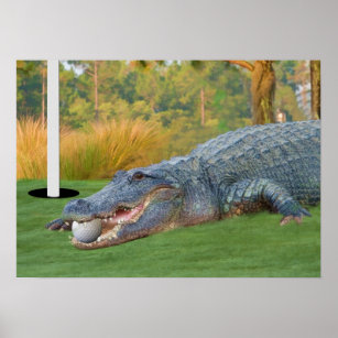 Gefahrlie Golfschläger Alligator drucken Poster