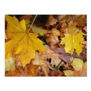 Gefallene Ahornblätter Gelber Herbst Natur Fotodruck