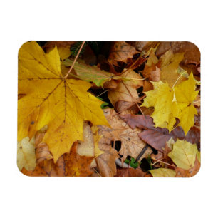 Gefallene Ahornblätter Gelber Herbst Natur Magnet