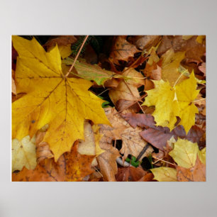 Gefallene Ahornblätter Gelber Herbst Natur Poster