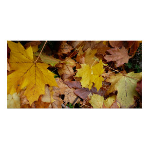 Gefallene Ahornblätter Gelber Herbst Natur Poster