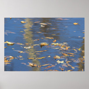 Gefallene Blätter in Wasserplakat Poster