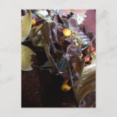 Gefallene Blätter Postkarte (Vorderseite)