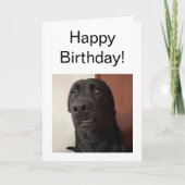 Gefallene Karte Hundememe (Vorderseite)