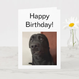 Gefallene Karte Hundememe