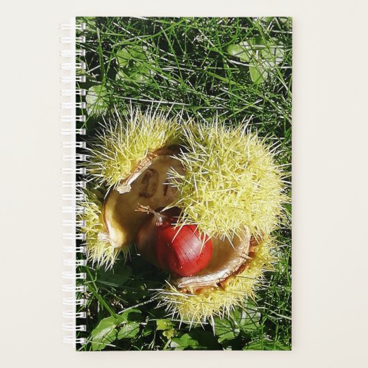 Gefallene Kastanienfrüchte in einer Hülle. Planer (Vorderseite)