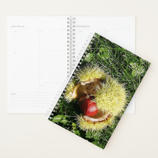 Gefallene Kastanienfrüchte in einer Hülle. Planer (Anzeige)