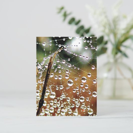 Gefallener Zaun im Taub, Spinnennetz Postkarte (Stehend Vorderseite)